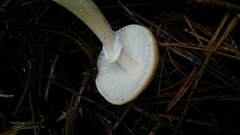 Gemmatae