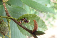 Elasmostethus interstinctus