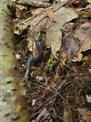 Plethodon shermani