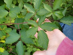 Rubus