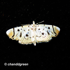Pycnarmon radiata