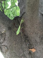 Stagmomantis carolina