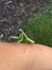 Stagmomantis carolina
