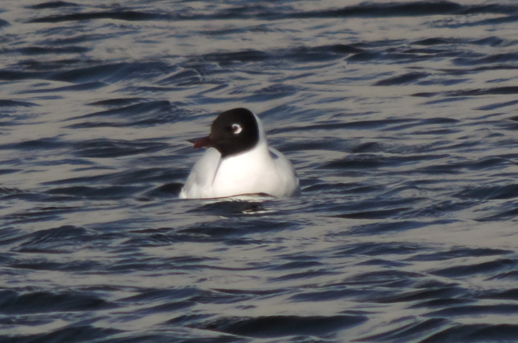 Laridae image