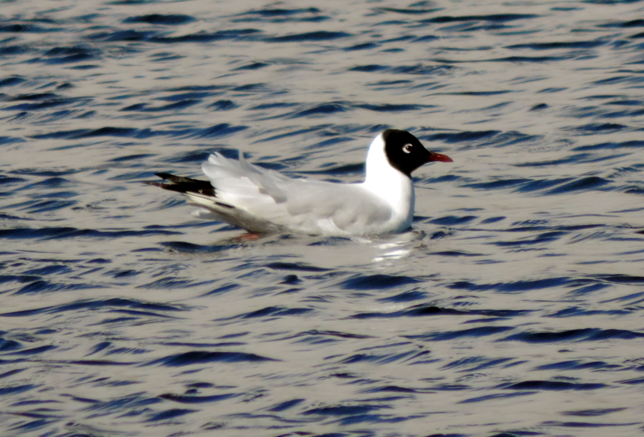 Chroicocephalus serranus image