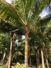 Dypsis leptocheilos
