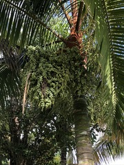 Dypsis leptocheilos