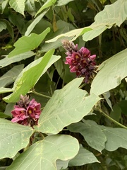 Pueraria montana lobata