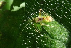 Phytocoris tibialis