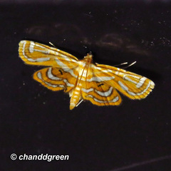 Cymoriza