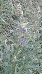 Aconitum napellus
