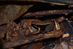 Mantidactylus charlotteae