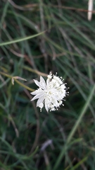 Astrantia minor