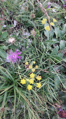 Bupleurum ranunculoides