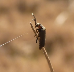 Polemius denticornis