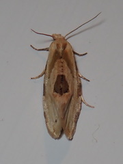 Aethes angustana