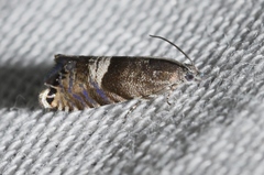 Sereda tautana