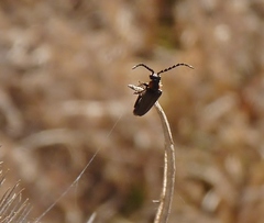 Polemius denticornis