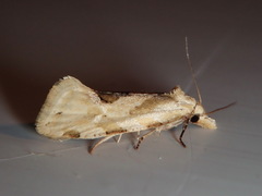 Aethes angustana