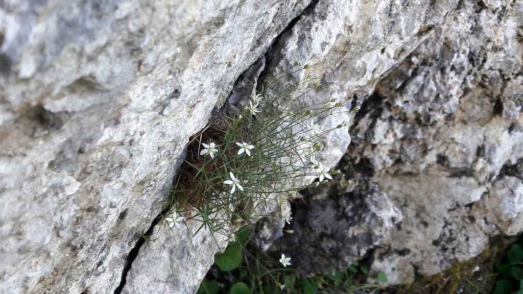 Facchinia grignensis
