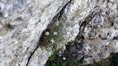 Facchinia grignensis