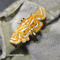 Cymoriza