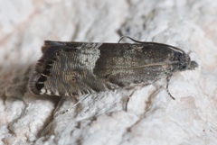 Sereda tautana