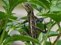 Calotes versicolor
