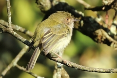 Atalotriccus pilaris