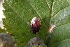 Elasmostethus interstinctus