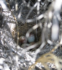 Artemisiospiza nevadensis