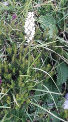 Gymnadenia