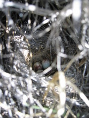 Artemisiospiza nevadensis