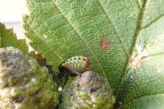 Elasmostethus interstinctus