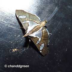 Glyphodes bicolor