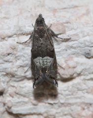 Sereda tautana