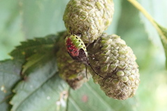 Elasmostethus interstinctus