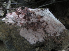 Tomentella terrestris