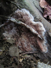 Tomentella terrestris