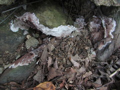 Tomentella terrestris