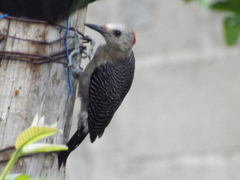 Melanerpes aurifrons