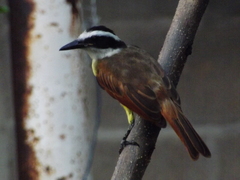 Pitangus sulphuratus