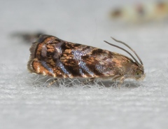 Grapholita prunivora