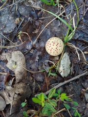 Atrusca quercuscentricola