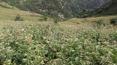 Sanguisorba dodecandra