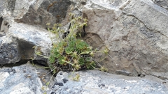 Saxifraga presolanensis