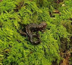 Plethodontinae