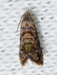 Grapholita prunivora