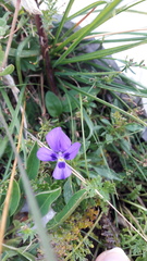 Viola dubyana
