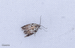 Acleris variana